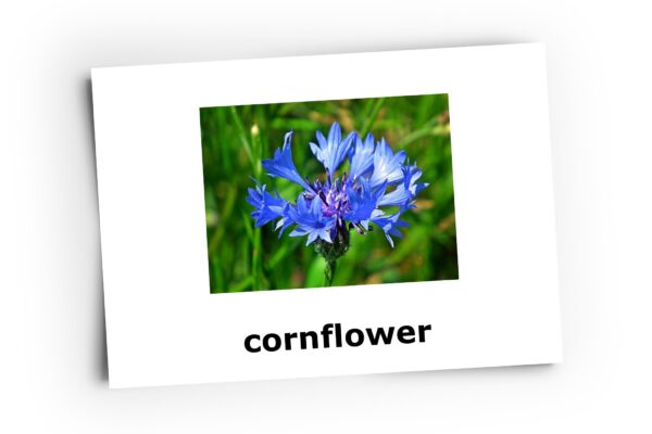 karty obrazkowe kwiaty