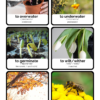 słowniczek obrazkowy z e-booka spring and plants dla rodziców chcących uczyć swoje dzieci angielskiego